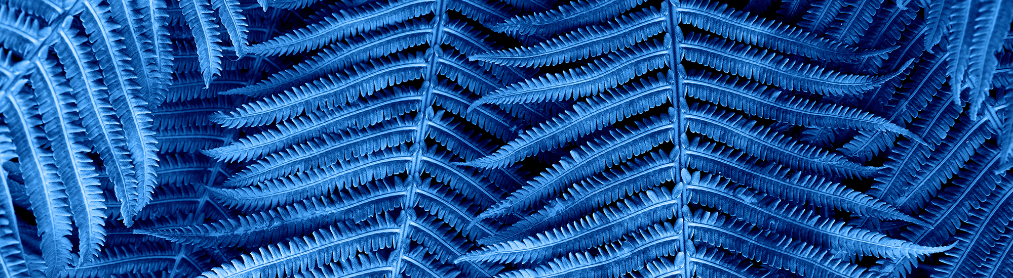 Perpetual Pure Credit Alpha Fund - Class S